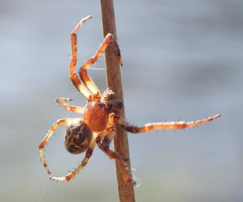 Larinioides cornutus